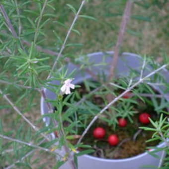 小花