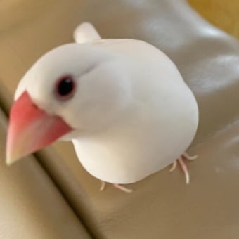 goo blogからaｍeba ブログへ