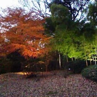 名残惜しい「六義園」の紅葉