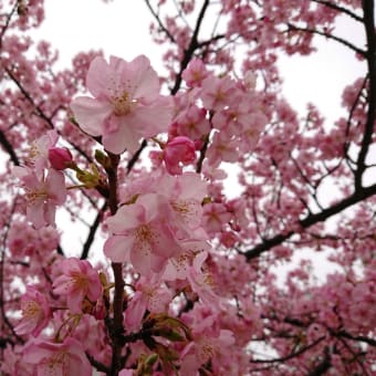 錦糸公園☆河津桜2020