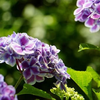 庭の紫陽花と頂き物3点