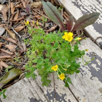 雑草にも春が来た