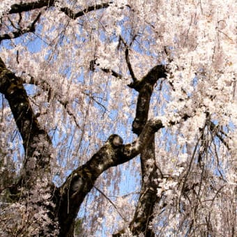 しだれ桜(大野寺）