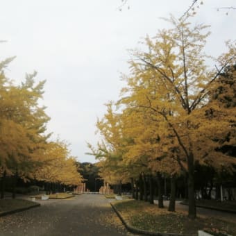 額縁プランターと寄せ植え♪~♪ d（⌒o⌒）b♪~♪