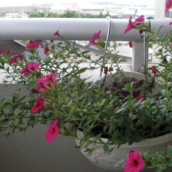 我が家の花たち?