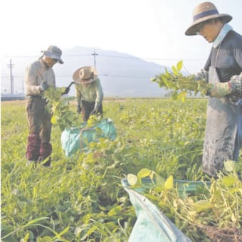 手塩にかけて育てた「近江黒ダイヤ」上々　東近江特産・黒枝豆の収穫始まる 