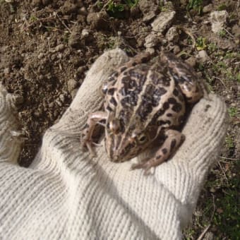 生姜植え付け準備