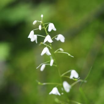 7月の雑草倶楽部、蓼科山・浅間山で撮った高山植物。