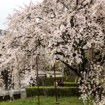 行福寺山門前の桜