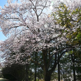 大月市総合グランドの桜と富士山