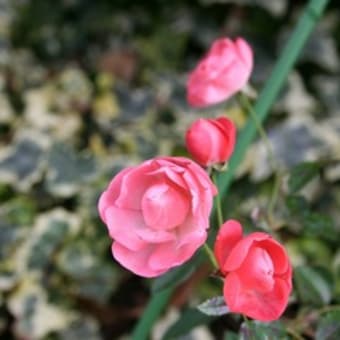 晩秋の娘達（１）