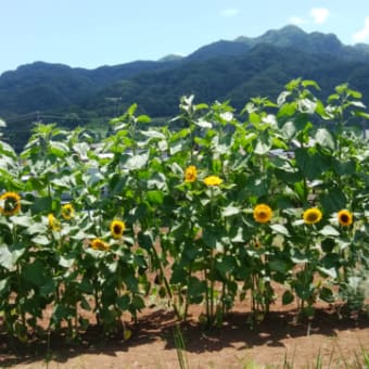 向日葵や　朝に夕に　追う日かな