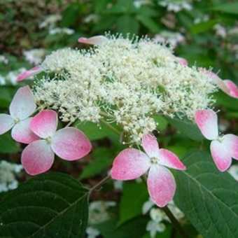 三室戸寺の紫陽花