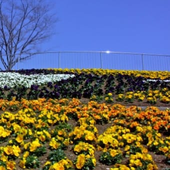 麻溝公園