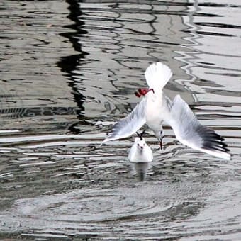 身近な鳥たち