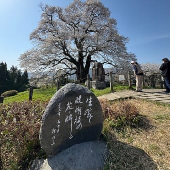 鶴山公園と醍醐桜