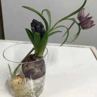 包みはなんでしょう