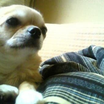 札幌市白石区　ペット犬