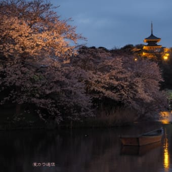 三溪園　桜ライトアップ