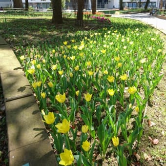 横浜スタジアムのＹデッキ・横浜公園の桜とチューリップ（横浜市）