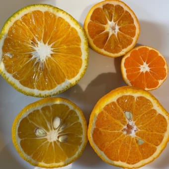 【柑橘5種食べ比べ】寒い日立で育てたよ⭐️
