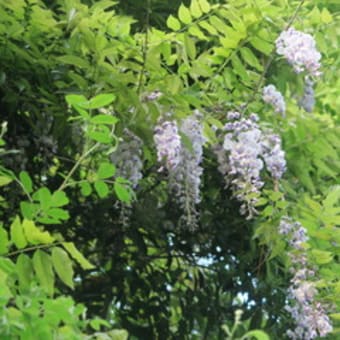 藤の花見頃です、大紀町野原農林公園