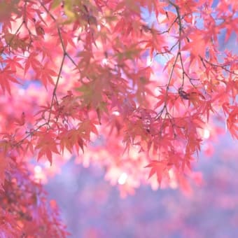 紅葉とカワセミ