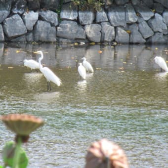 水鳥のいる風景（初秋の波志江沼）・後編