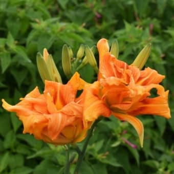 花散歩