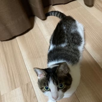悪いヤツ