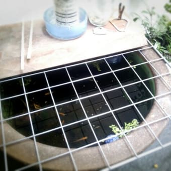 メダカたち