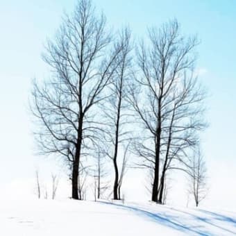 冬木立は色彩の宝庫だった！見逃せない冬の木々の秘密。