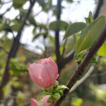 カリンの実が生った！！