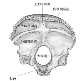 解剖学ノート