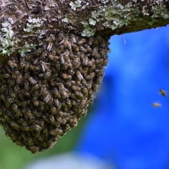 ミツバチの巣分れ（分蜂）