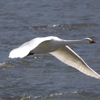 上田市大屋、大石橋付近の白鳥。