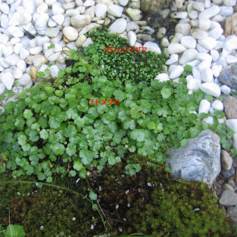 池の植物