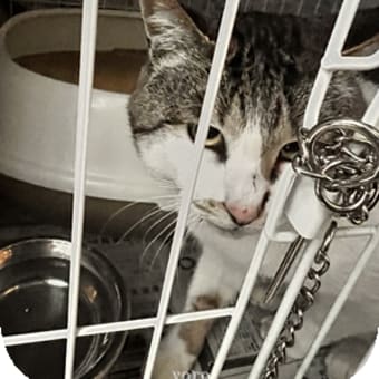 今季初のTNR