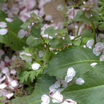 箕面　如意谷の桜