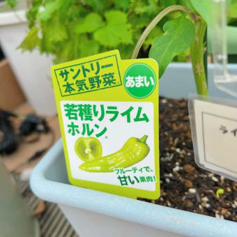 お買い物ついでにローズガーデン＆大型園芸店へ🌼