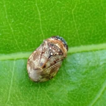 432 アオスジアゲハの幼虫