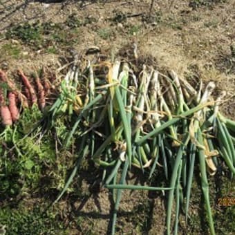 野菜畑の整理