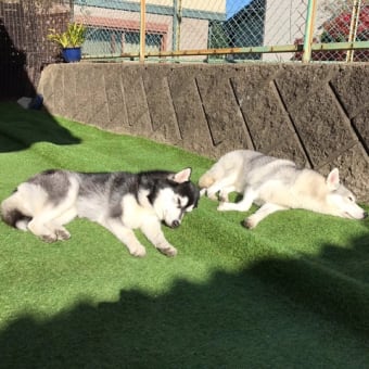 ひなたぼっこ