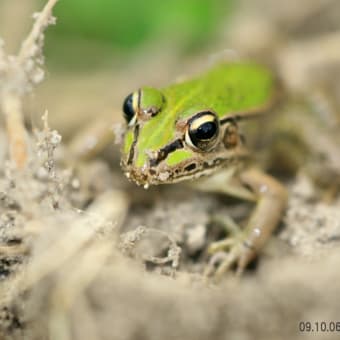 トノサマガエル