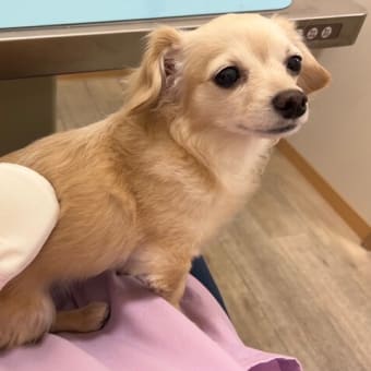 ●　温灸処置、行なっております✨【現在、診察は予約制となっております。】