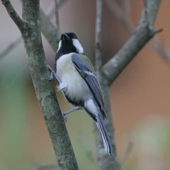 留鳥　シジュウカラ