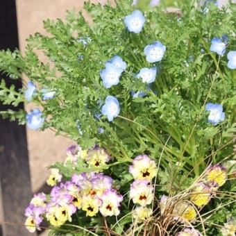 寄せ植えの４回目です！　涼しそうな寄せ植えのはずでしたが（　＾ω＾）・・・