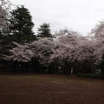 柏公園の桜
