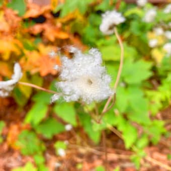 雪降る前の冬先触れの綿毛飛ぶ秋明菊。