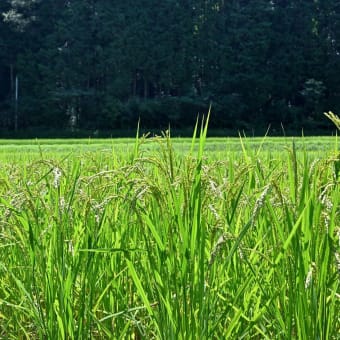 萩町の田圃